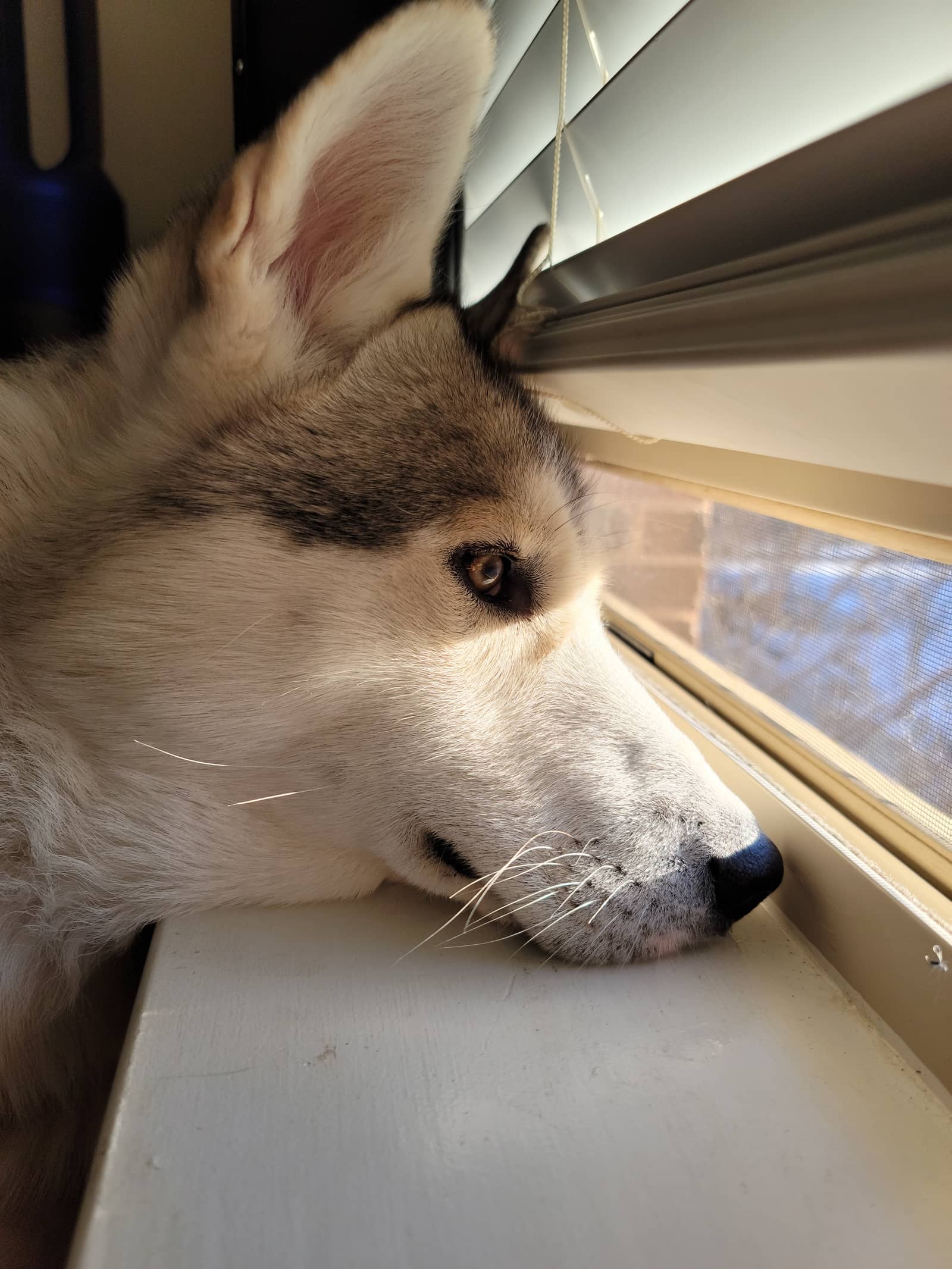 Hugsy the husky looking out a window